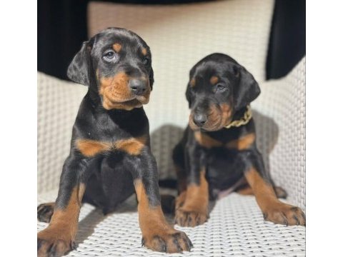 İri doberman erkek ve dişi yavrular