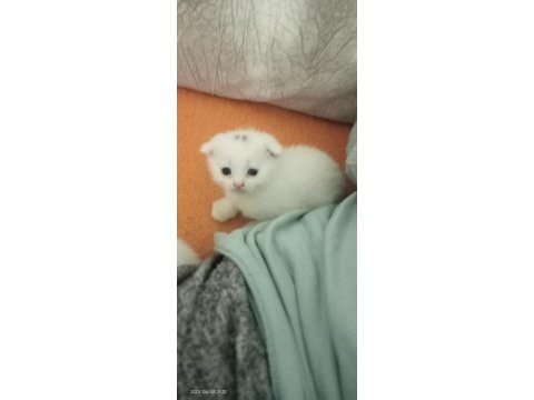 2 aylık yavru scottish fold