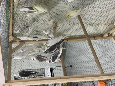 Yeme düşmüş sultan papağanı papağanlar