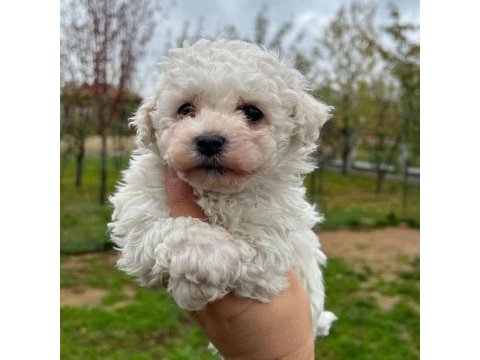 Sıradan değil safkan bichon frise
