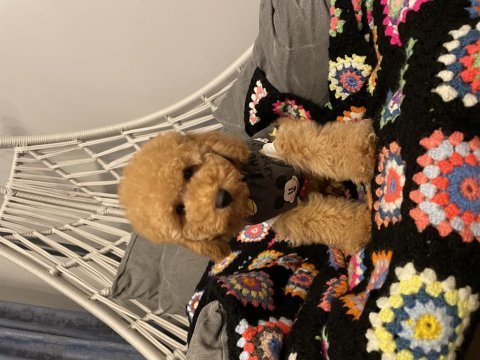 Aşılı micro çipli poodle erkek yavrumuz