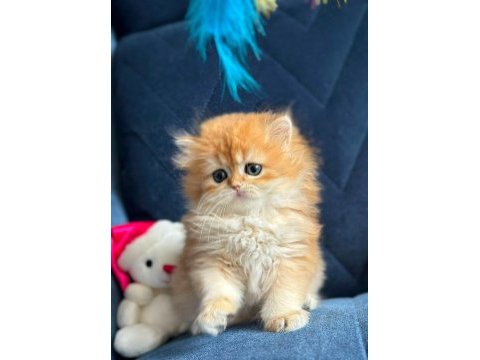 Show kalite british longhair golden yavrular