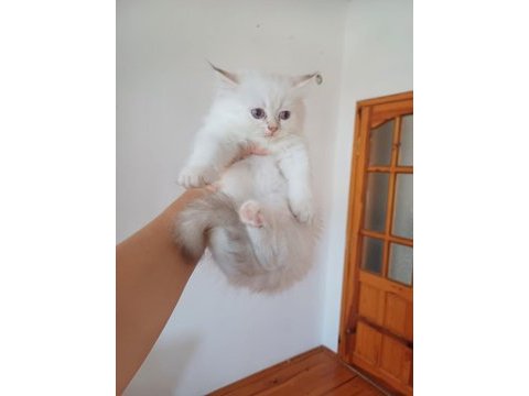 2.5 aylık british longhair kaliteli bebekler
