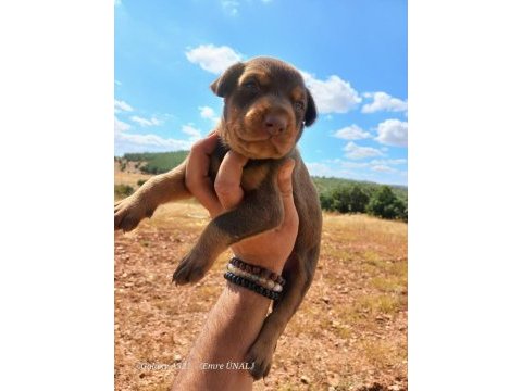 A kalite doberman bebekler