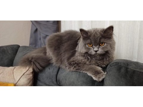 British longhair kızıma güzel yuva arıyoruz