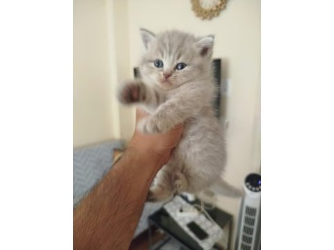 British longhair dişi yavru