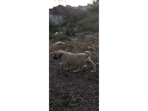 50 günlük çoban köpekleri