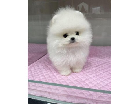 Pomeranian boo köpeği