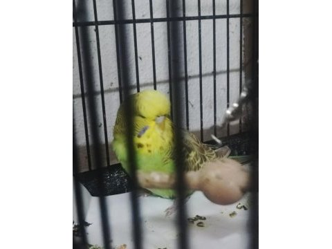 Maşallah show jumbo muhabbet kuşu damızlık ve yavrular