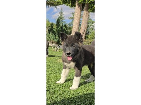 Mükemmel amerikan akita