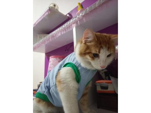 Oğlumuz erkek kedimiz kızgınlıkta eş adayı arıyoruz