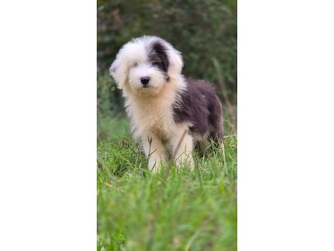 Trde nadir ırklardan bobtail yavrularımız