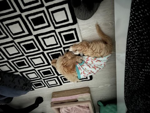 3 aylık dişi maltipoo yavru