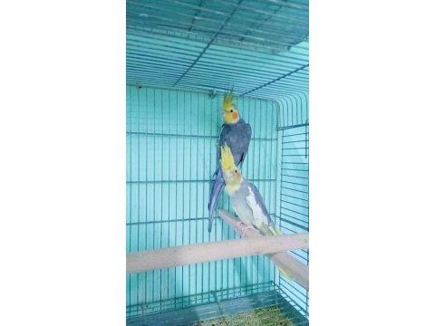 Çift tek ve yavru sultan papağanlarımız mevcuttur
