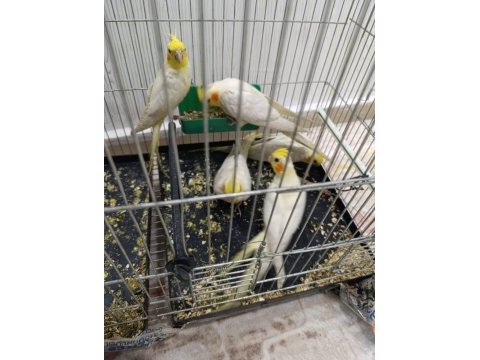 Sultan ve cennet papağanları
