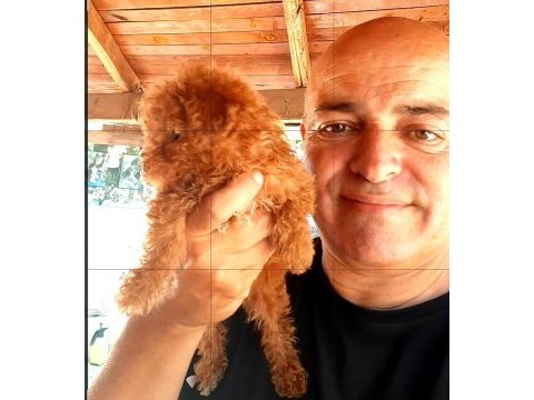 Toy poodle yavrularımız yeni yuvalarına gitmeye hazır