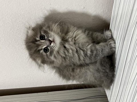 Scottish ve british shorthair kediler