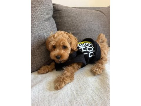 Maltipoo yavrusu
