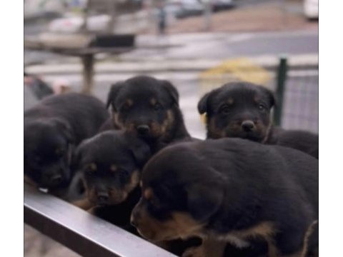 Rottweiler safkan yavrular