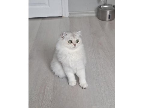 British longhair ns12 dişi 6 aylık