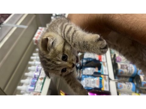 Son dişi scottish fold yavrumuza yuva arıyoruz