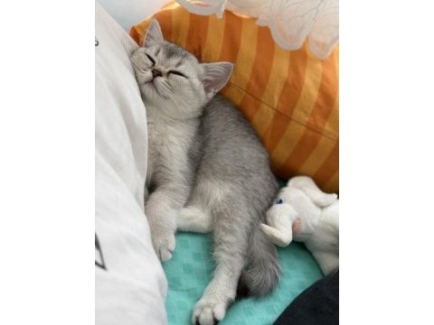 British shorthair kızımız