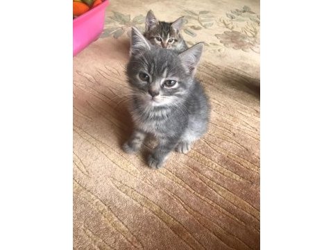 3 aylık dişi yavru kedimiz