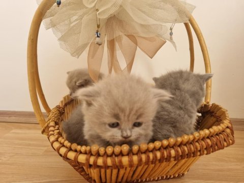 Safkan british shorthair yavrular