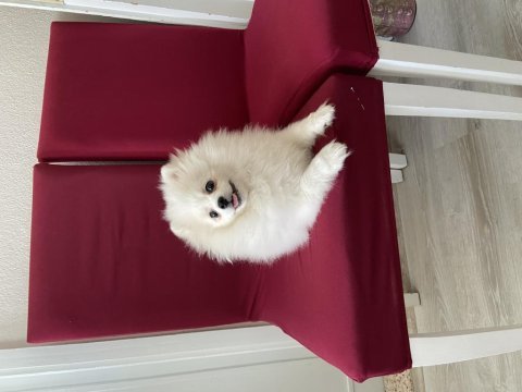 4ay 7 günlük pomeranian beyaz dişi