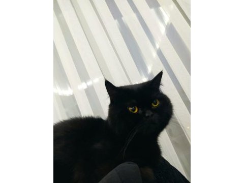 Siyah british shorthair basık yüz