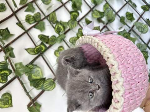 British shorthair kedimiz