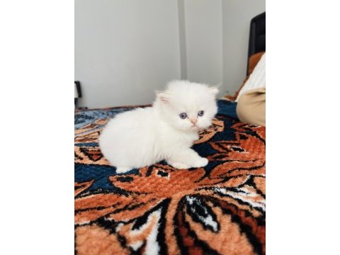 British longhair golden