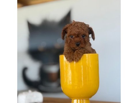 2 aylık ırk ve sağlık garantili poodle köpekler