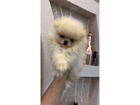 Teacup ayı surat pomeranian boo (kendi yavrularımız)