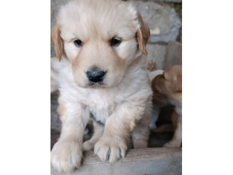 Baby face golden retriever yavrular
