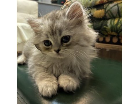 Silver british longhair yavrumuz