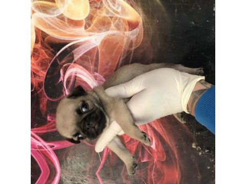 Kaliteli yavru pug sahibi olmak isteyen iletişime geçebilir