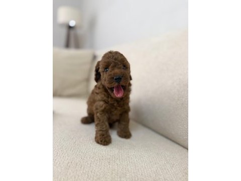 Dişi dark red mikro kore mükemmel anatomi poodle