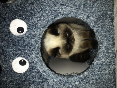 9 aylık erkek exotic shorthair