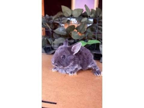 Hollanda lop ve cüce tavşanları