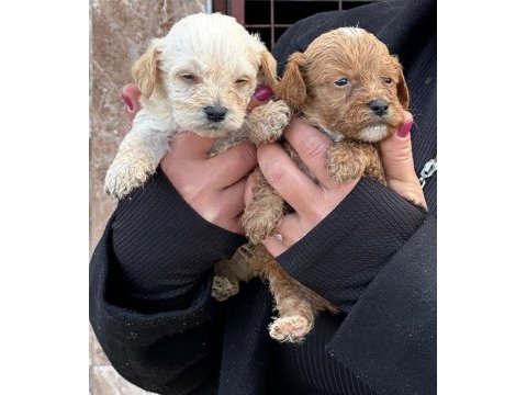 Çok sevimli maltipoo yavruları