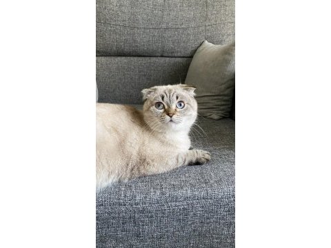 Uysal scottish fold kızıma yuva