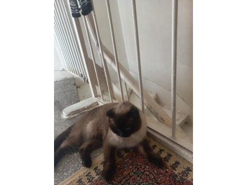 Scottish fold beyaz gri