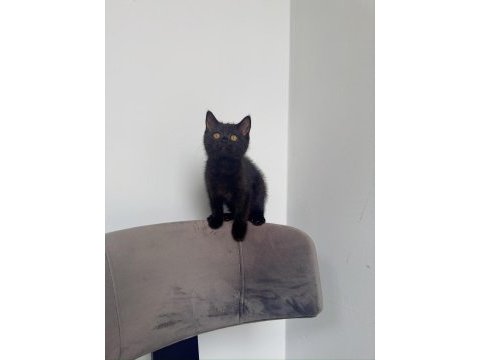 British shorthair yavrumuza aile arıyoruz