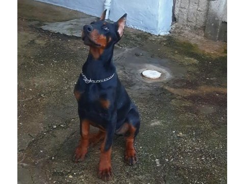 Fci secereli dev adayı king doberman