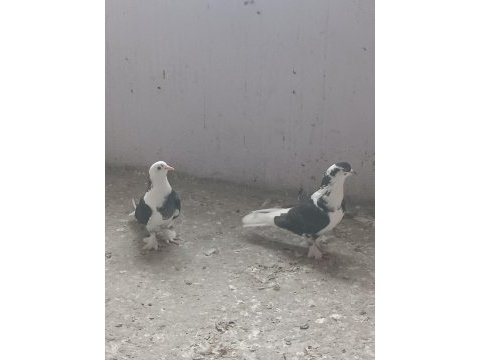 Takım ala mardin güvercin sahiplendirilecek