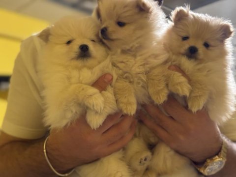 Pomeranian boo emmeyi bıraktılar 2 adet yavrum var