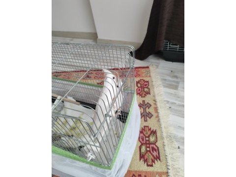 Albino sultan papağanı 3 aylık