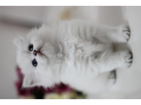British longhair safkan