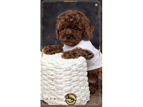 Toy poodle yavrularımız